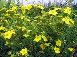 Image result for Potentilla tormentilla