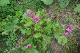 Attēlu rezultāti vaicājumam “Grypocoris sexguttatus imago”