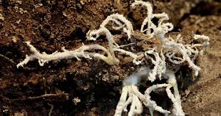 Attēlu rezultāti vaicājumam “Torrubiella arachnophila”