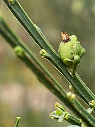 Image result for Northwich Predators