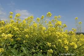 Attēlu rezultāti vaicājumam “Sinapis alba flower”