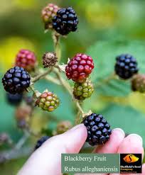 Attēlu rezultāti vaicājumam “Rubus nessensis fruit”