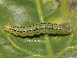 Attēlu rezultāti vaicājumam “Sitochroa verticalis”