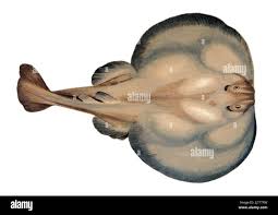 Image result for Tetronarce nobiliana