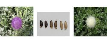 Attēlu rezultāti vaicājumam “Silybum marianum fruit”