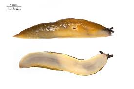 Attēlu rezultāti vaicājumam “Malacolimax tenellus”