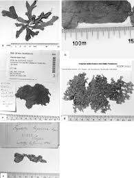 Attēlu rezultāti vaicājumam “Conocephalum salebrosum sporophyte”