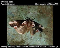 Attēlu rezultāti vaicājumam “Thyatira batis imago”