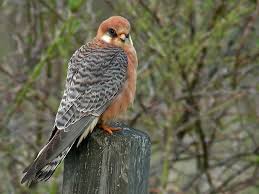 Attēlu rezultāti vaicājumam “Falco vespertinus adult”