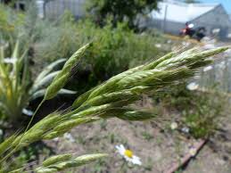 Attēlu rezultāti vaicājumam “Bromus hordeaceus subsp. hordaceus”