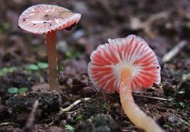Attēlu rezultāti vaicājumam “Hygrocybe sp.”