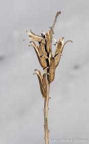 Attēlu rezultāti vaicājumam “Oenothera biennis fruit”