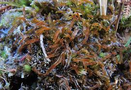 Attēlu rezultāti vaicājumam “Odontoschisma sphagni”