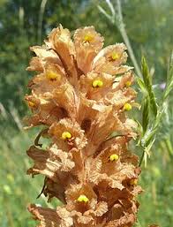 Attēlu rezultāti vaicājumam “Orobanche elatior”