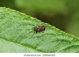 Attēlu rezultāti vaicājumam “Eremocoris plebejus”