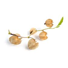 Attēlu rezultāti vaicājumam “Nicandra physalodes fruit”