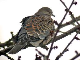 Image result for Streptopelia orientalis