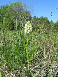 Attēlu rezultāti vaicājumam “Dactylorhiza ochroleuca flower”