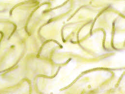 Attēlu rezultāti vaicājumam “Nostoc commune”