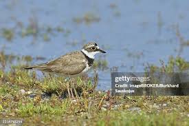 Attēlu rezultāti vaicājumam “Charadrius dubius adult”