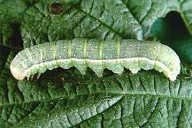 Attēlu rezultāti vaicājumam “Agrochola litura”