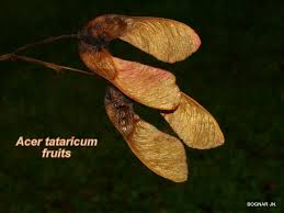 Attēlu rezultāti vaicājumam “Acer tataricum fruit”