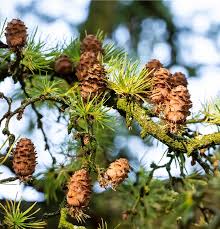 Attēlu rezultāti vaicājumam “Larix decidua”