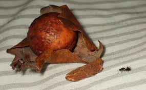 Attēlu rezultāti vaicājumam “Scaphisoma sp.”