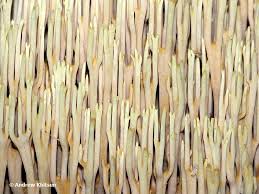 Attēlu rezultāti vaicājumam “Ramaria stricta”