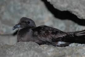 Image result for Oceanodroma castro