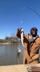 Image result for Alosa chrysochloris