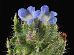 Attēlu rezultāti vaicājumam “Anchusa arvensis leaf”