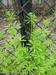 Attēlu rezultāti vaicājumam “Galium aparine”