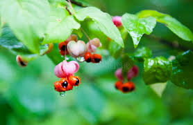 Attēlu rezultāti vaicājumam “Euonymus verrucosus fruit”
