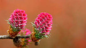Attēlu rezultāti vaicājumam “Larix decidua flower”