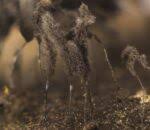 Attēlu rezultāti vaicājumam “Stemonaria irregularis”