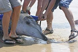 Image result for Mesoplodon bidens