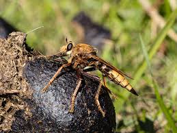 Attēlu rezultāti vaicājumam “Asilus crabroniformis”