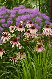 Image result for roter Sonnenhut