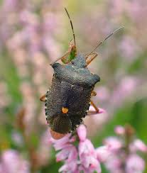 Attēlu rezultāti vaicājumam “Pentatoma rufipes”