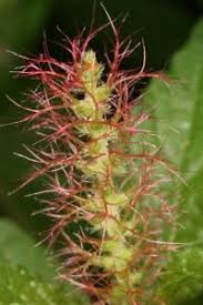 Attēlu rezultāti vaicājumam “Phleum phleoides fruit”