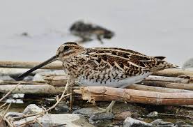 Attēlu rezultāti vaicājumam “Gallinago gallinago eggs”