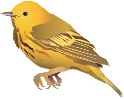 Image result for Dendroica petechia