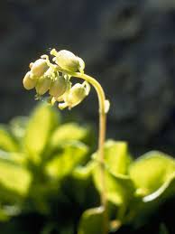 Attēlu rezultāti vaicājumam “Orthilia secunda flower”