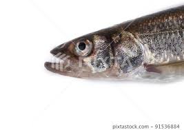 Image result for Osmerus mordax