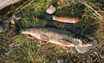 Image result for Salvelinus faroensis
