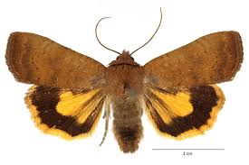 Attēlu rezultāti vaicājumam “Noctua fimbriata imago”