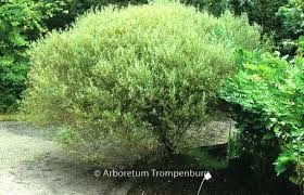 Attēlu rezultāti vaicājumam “Salix purpurea”