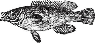 Image result for Labrus mixtus