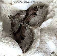 Attēlu rezultāti vaicājumam “Xanthorhoe designata”